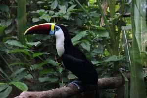 Toucan French Guiana