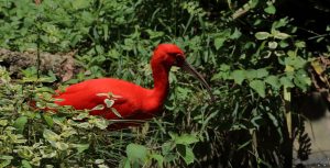 Scarlet Ibis French Guiana