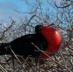 Galapagos Cruise