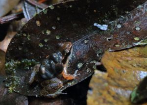 suriname frog