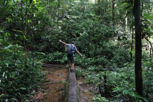 suriname jungle