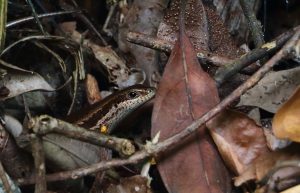 suriname wildlife