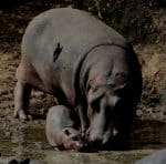 Hippo Story, Tanzania