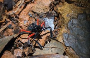 suriname wildlife