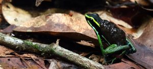 Suriname jungle blog - critters you find on the ground