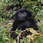 Gorilla Treking Rwanda