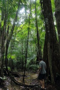 Suriname jungle