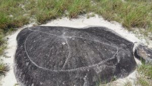 Rupununi petroglyphs