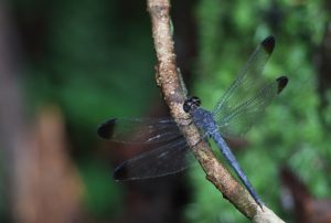 Dragon-fly Suriname