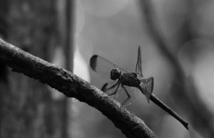 Dragonfly