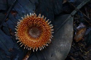 Suriname jungle flower