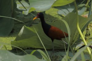 Suriname birds