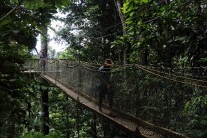 jungle canopy Guyana