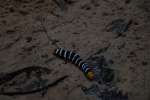 Amazon caterpillar