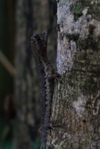 rupununi wildlife