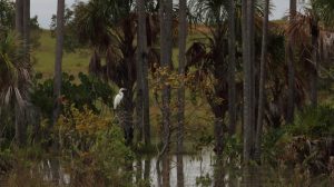 Rupununi wildlife