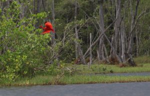 Scarlet Ibis