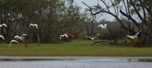 Scarlet Ibis