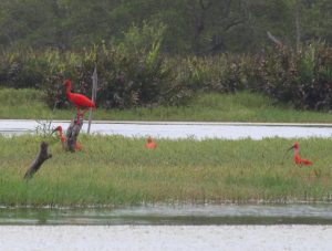 Scarlet Ibis Suriname