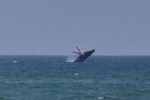 whale watching peru