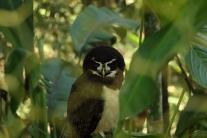 owl yanacocha animal refuge