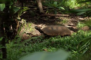 yanacocha animal refuge