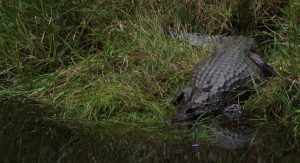 caiman yanacocha animal refuge