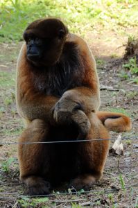 Yanacocha Animal Refuge