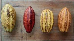 cocoa pods