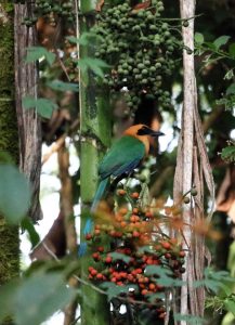 ecuador birds