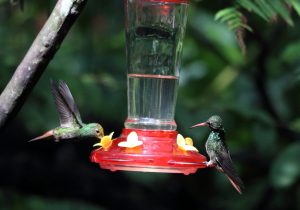 hummingbird