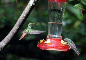 hummingbird