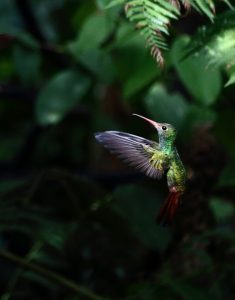 mindo hummingbird