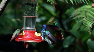 mindo hummingbirds