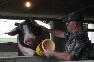 pig farming ecuador