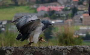 otovalo condor park