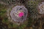 Cactus flower