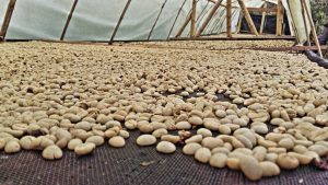 Drying coffee beans