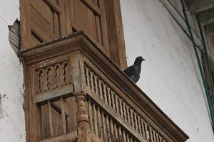 Pidgeon