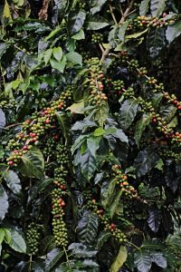 Coffee tree