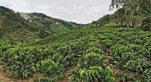 coffee plantation