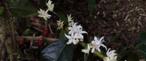 Coffee flower