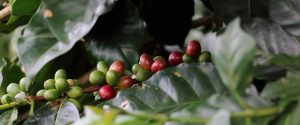 Coffee beans on plant