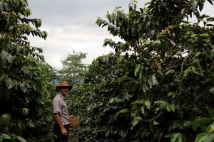 Coffee picker