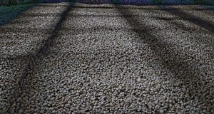 Drying coffee beans