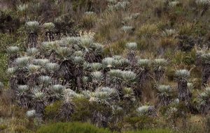 frailejones colombia