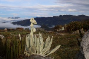 Frailejon flower