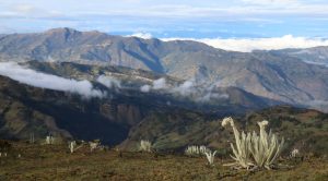 frailejon flowers colombia