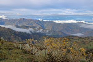 frailejon flowers colombia