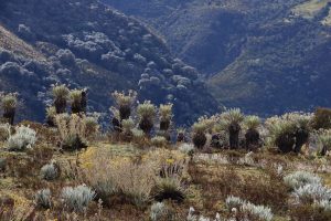 frailejon flowers colombia